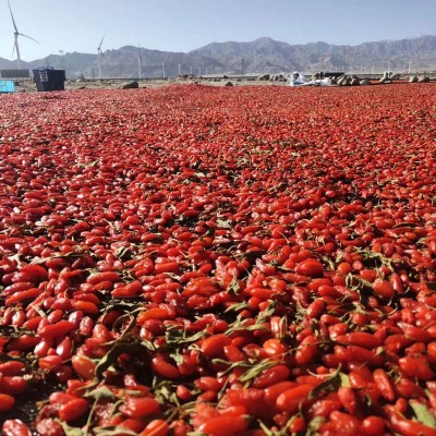 枸杞 中颗粒中药材500g红枸杞子茶 枸杞干果现货批发包邮一件代发图4