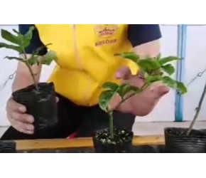百香果种植视频丨百香果该如何选苗