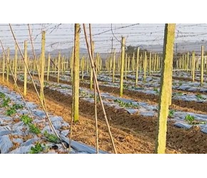 百香果定植后扣株绑蔓