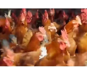 养鸡户为防止公鸡打架，用“戴镜”妙招减少公鸡“过招”