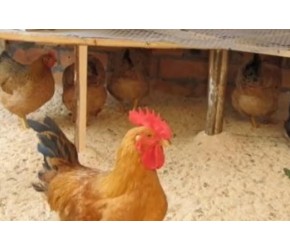 发酵床养鸡的制作方法