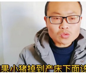 农民养猪的8个小技巧，这些方法对养殖户超实用，你看牛不牛？