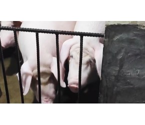 养猪不能用水泥地面?到 底“水泥病”是什么?