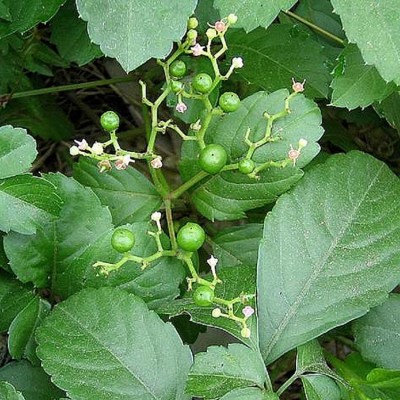 厂家直销陕西平利绞股蓝龙须 野生五叶绞股蓝龙须茶 250g图5