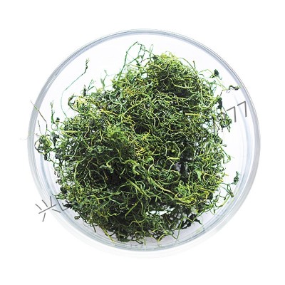 陕西平利绞股蓝 源头工厂 正品野生七叶绞股蓝250克袋装苦味图3