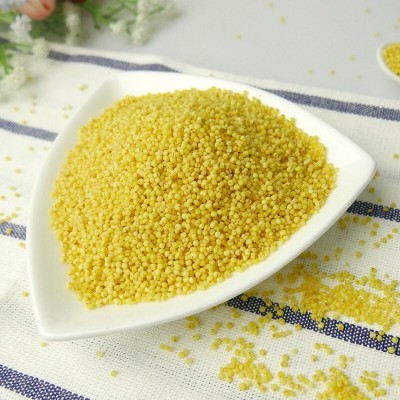 有机黄小米新小米粥小黄米月子米宝宝米450g五谷杂粮蔚县小米批发图4
