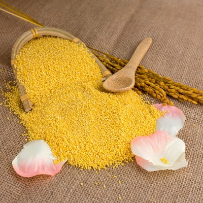 有机黄小米新小米粥小黄米月子米宝宝米450g五谷杂粮蔚县小米批发图5