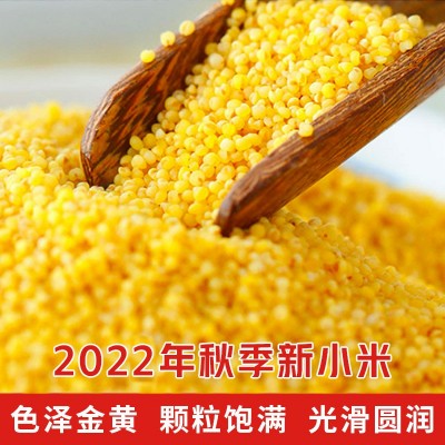 山东黄小米农家新米252g真空装粘糯小黄米五谷杂粮真空米一件代发图2