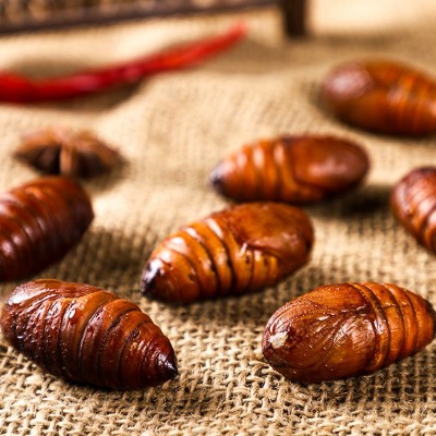 长年大量供应新鲜蚕蛹柞蚕蛹茧蛹批发新鲜东北蚕蛹3-4厘米图3