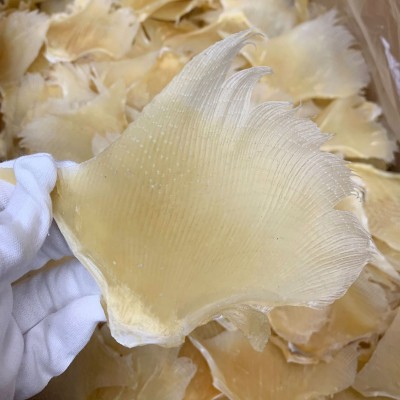 产地批发 北海鱼赤 海狗翅浦鱼赤片 佛跳墙酒店餐饮食材海味干货图2