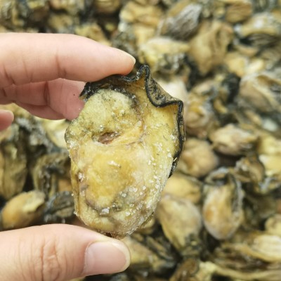 台山生晒蚝批发 不抽油大牡蛎干带膏 金蚝广东特产海蛎海味干货图3