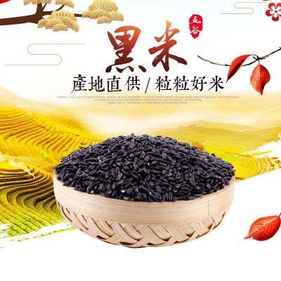 现货批发东北当季黑米 煮粥食品原料五谷杂粮粗粮 袋装50斤黑香米
