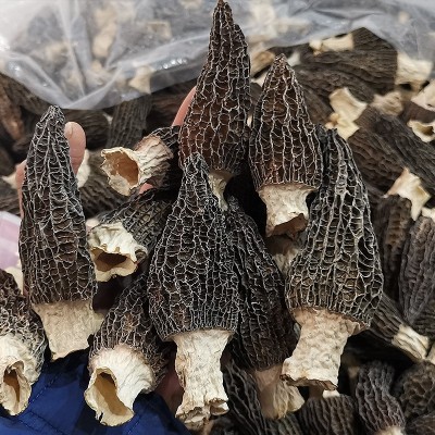 羊肚菌干货云南原产地头茬羊肚菌干菌散装批发剪柄食用羊肚菌干货图2