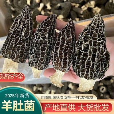 羊肚菌干货云南原产地头茬羊肚菌干菌散装批发剪柄食用羊肚菌干货