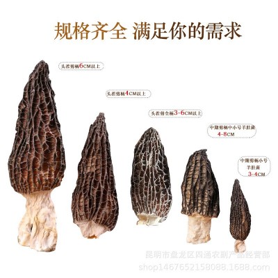 羊肚菌干货云南原产地头茬羊肚菌干菌散装批发剪柄食用羊肚菌干货图5