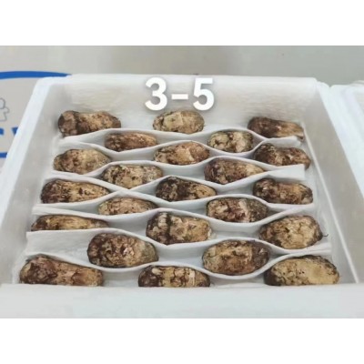 云南现货新鲜松茸菌香格里拉松茸批发未开伞松茸食用蘑菇包邮图5
