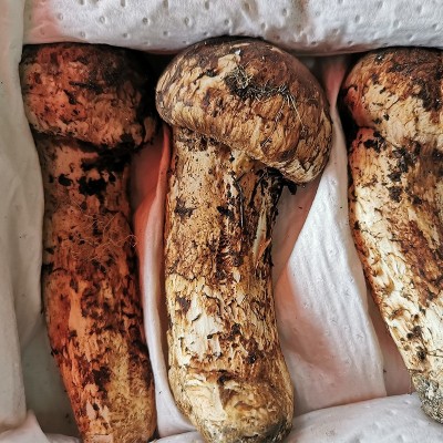 云南现货新鲜松茸菌香格里拉松茸批发未开伞松茸食用蘑菇包邮图3