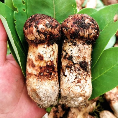 云南现货新鲜松茸菌香格里拉松茸批发未开伞松茸食用蘑菇包邮图2