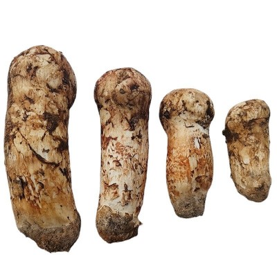 云南现货新鲜松茸菌香格里拉松茸批发未开伞松茸食用蘑菇包邮图4