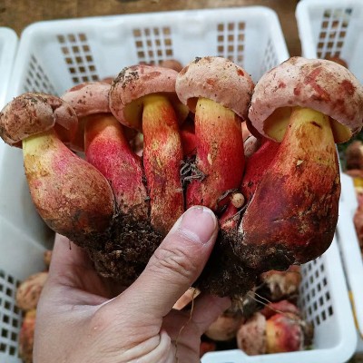 云南新鲜红葱牛肝菌见手青野生菌红见手鲜蘑菇食用菌批发代发包邮图3