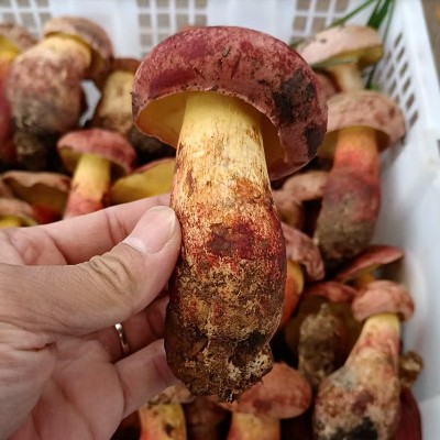 云南新鲜红葱牛肝菌见手青野生菌红见手鲜蘑菇食用菌批发代发包邮图2