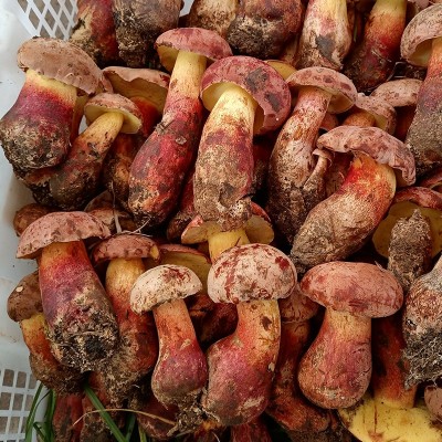 云南新鲜红葱牛肝菌见手青野生菌红见手鲜蘑菇食用菌批发代发包邮图5