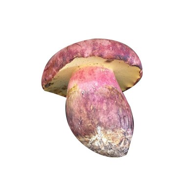 云南新鲜红葱牛肝菌见手青野生菌红见手鲜蘑菇食用菌批发代发包邮图4