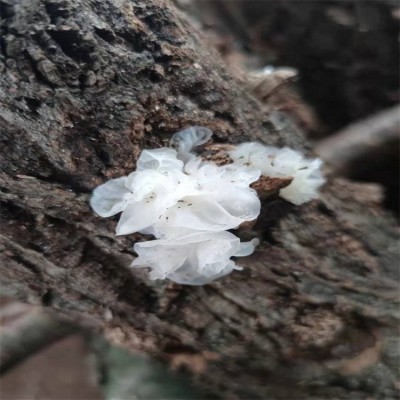 银耳 椴木银耳 青川无根白木耳 山珍 特产 干货 原色糯耳雪耳2 50g图2