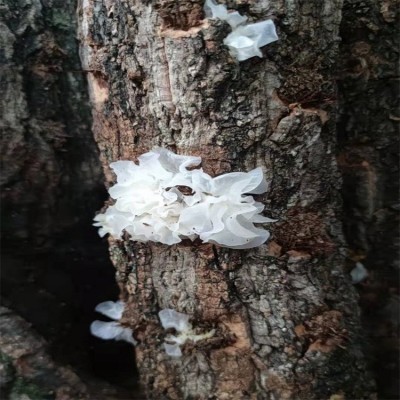 银耳 椴木银耳 青川无根白木耳 山珍 特产 干货 原色糯耳雪耳2 50g图4