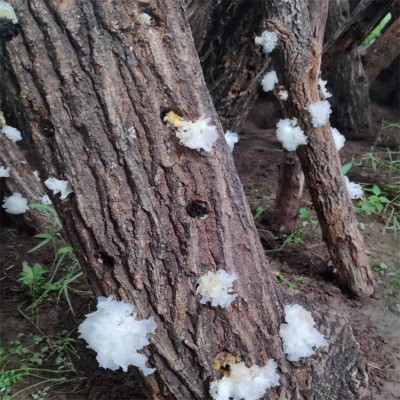 银耳 椴木银耳 青川无根白木耳 山珍 特产 干货 原色糯耳雪耳2 50g图5