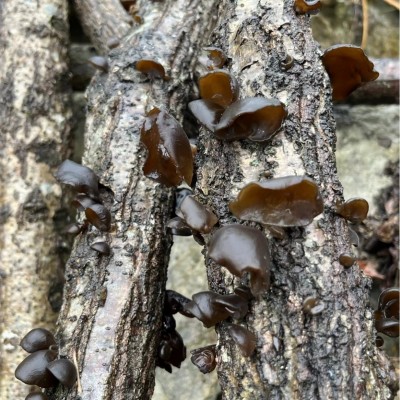 黑木耳青川野外生长椴木耳秋木耳木耳肉厚农家特产干货批发天然图4