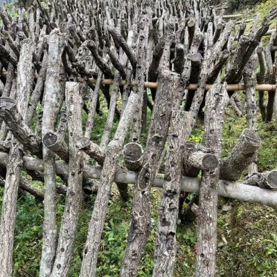 黑木耳青川野外生长椴木耳秋木耳木耳肉厚农家特产干货批发天然图3