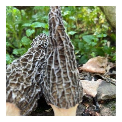 新品头茬中朵50G羊肚菌 青川高山干货精选羊肚蘑香味很好非云南货图4