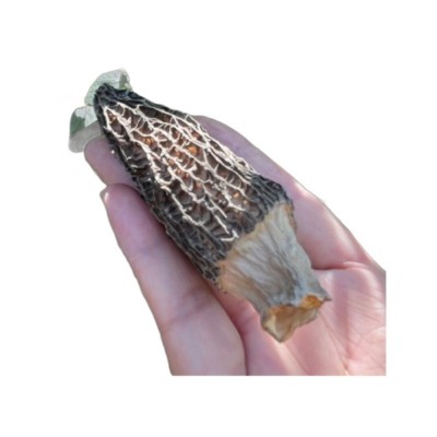 新品头茬中朵50G羊肚菌 青川高山干货精选羊肚蘑香味很好非云南货图5