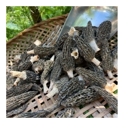 新品头茬中朵50G羊肚菌 青川高山干货精选羊肚蘑香味很好非云南货图3