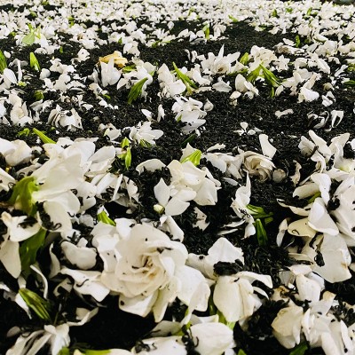 四川云南茶坯栀子花绿茶奶茶专用商用新茶饮栀香绿茶特级散装茶叶图2