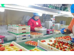 夜不关灯”的草莓工厂：长丰日产超百万斤草莓背后的忙碌图景