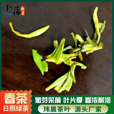 2025 早春 春茶 卜落新芽日照绿茶春茶 一牙一叶日照绿色生态茶叶图4
