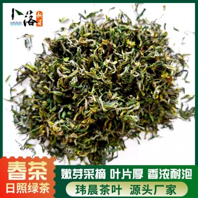 2025 早春 春茶 卜落新芽日照绿茶春茶 一牙一叶日照绿色生态茶叶图2