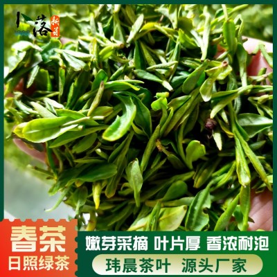2025 早春 春茶 卜落新芽日照绿茶春茶 一牙一叶日照绿色生态茶叶