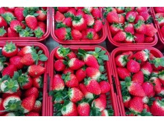 东至青山乡：草莓迎丰收 映红致富路