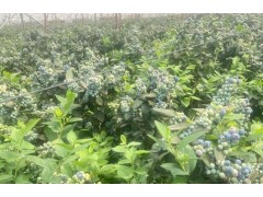 砚山：一颗蓝莓果的“三原色”密码