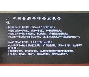最新的番茄作物市场行情及种植管理技术