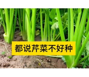 种植芹菜小知识