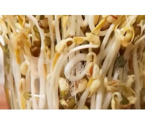 产量惊人的水培豆芽与无限循环种植芹菜的妙招，这次真是长见识了