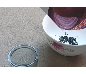 芹菜，洋葱，大葱什么时候种好？学会这个方法，种子出苗又快又齐