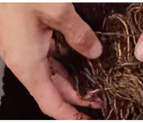 种一次可以吃20年的菜，芦笋种植技术