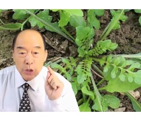 荠荠菜高产种植管理