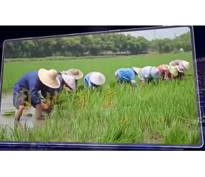 焦点访谈丨农业：走上高质量发展之路