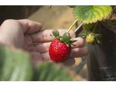 草莓冬季技术管理要点